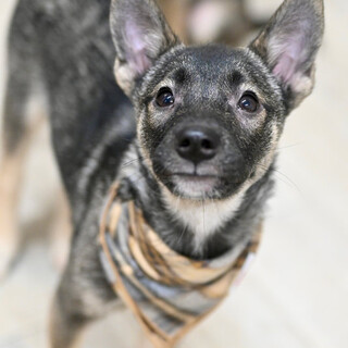 フレンドリーで愛情深いスダチくん！