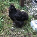 烏骨鶏の里親募集です