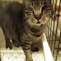 飼い主死亡、空き家解体寸前の保護5匹