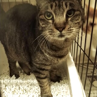 飼い主死亡、空き家解体寸前の保護5匹