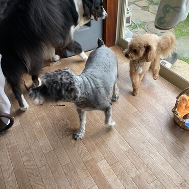 近所のお友達犬と一緒に