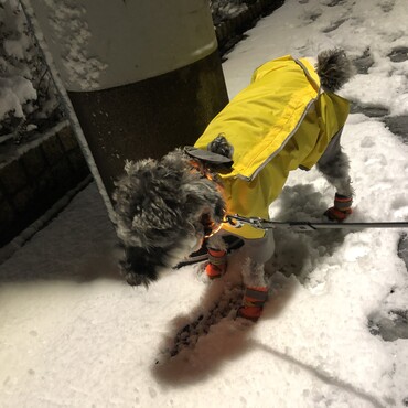 はじめての雪