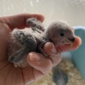 コザクラインコ　たぶんモーブグリーン色　3週間　雛
