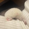 そらちゃも
