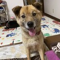 雑種　9歳　健康状態良好