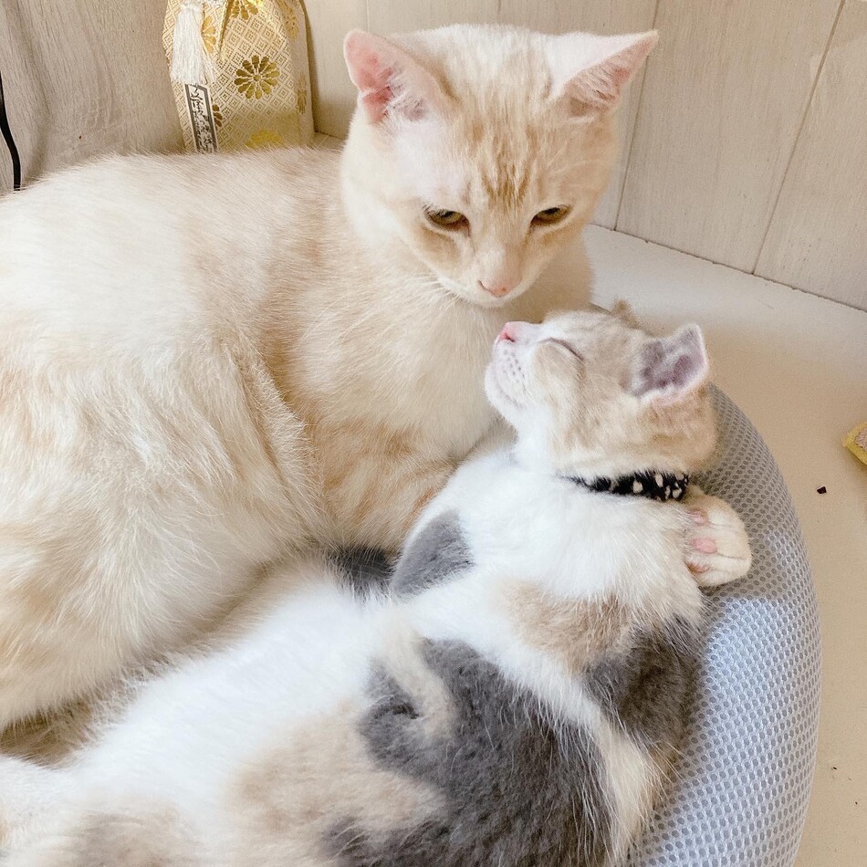 なすのカバー写真