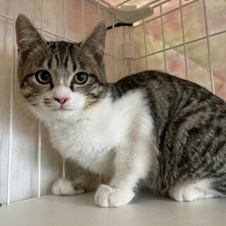 スリゴロないちこちゃん