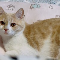 ソナ　推定２歳