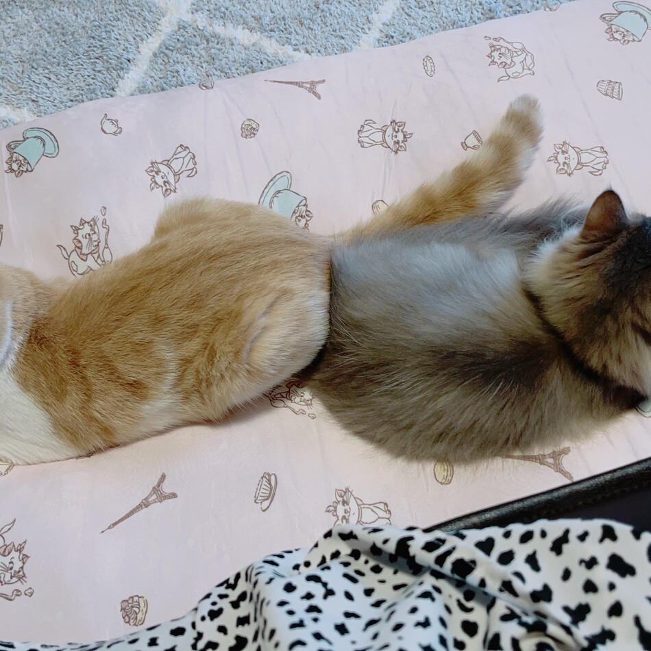 クロエ（２匹同時）のカバー写真