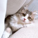 里親募集　仲良しな２匹