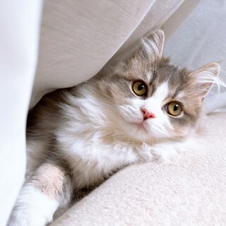 里親募集　仲良しな２匹