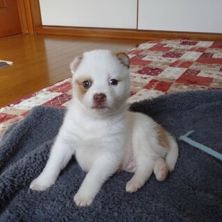 可愛い1ヶ月の子犬♂「タルト」
