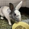 保護うさぎ　滋賀っこ二世　みんちゃん サムネイル2