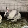 保護うさぎ　滋賀っこ二世　みんちゃん サムネイル3
