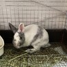 保護うさぎ　滋賀っこ二世　みんちゃん サムネイル4