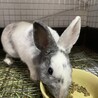 保護うさぎ　滋賀っこ二世　みんちゃん サムネイル5