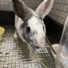 保護うさぎ　滋賀っこ二世　みんちゃん サムネイル6