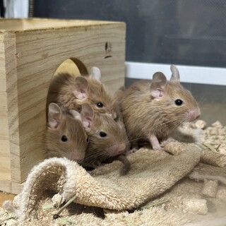 デグー サンド 生後1ヶ月