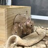 デグー サンド 生後1ヶ月 サムネイル2