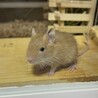 デグー サンド 生後1ヶ月 サムネイル3