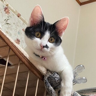 かまって欲しい可愛い♥ハチワレ女子びび