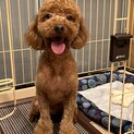 里親募集2歳半トイプードル男の子