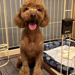 里親募集2歳半トイプードル男の子