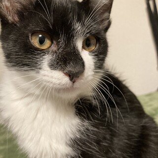 タキシード着て白ソックス履いてるような黒白の陸くん