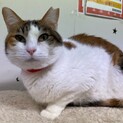 キリッとおめめの三毛猫/ふわちゃん