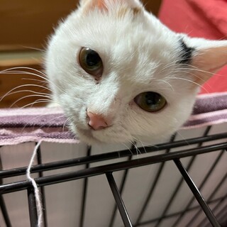 ぽっちゃりボディ百花ちゃん【飛騨】