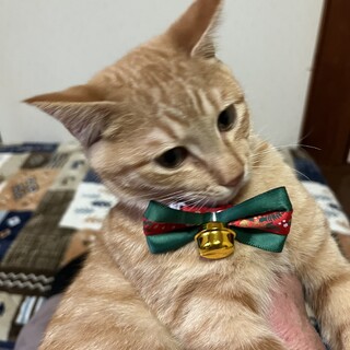 初めまして、ミカン丸(ミイ君)と申します。