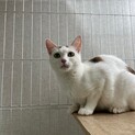 人馴れ訓練中！九十九里ちゃん【飛騨】