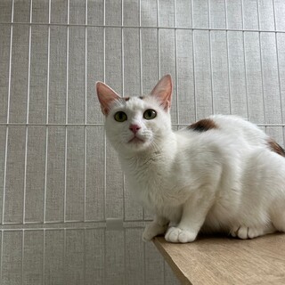 人馴れ訓練中！九十九里ちゃん【飛騨】