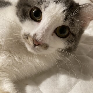 チャオくんと兄弟！女の子のアロハです。