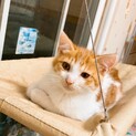 【一時停止】茶白２ヶ月オス★かわいくて元気