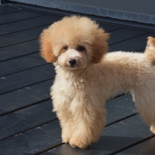 素敵な飼い主様が見つかりました