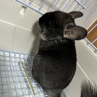 チンチラ メス 4ヶ月