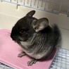 チンチラ メス 4ヶ月 サムネイル2