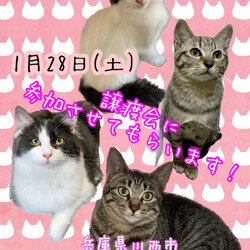 笑顔の木の譲渡会
