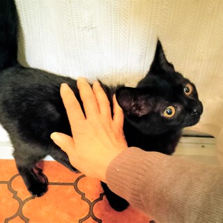 なんとも可愛い黒猫イギー♥