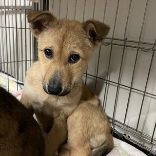 静かで控えめな保護犬です♀