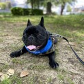 3歳の男の子。甘えん坊なのでたくさん遊んでください