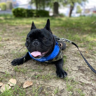 3歳の男の子。甘えん坊なのでたくさん遊んでください