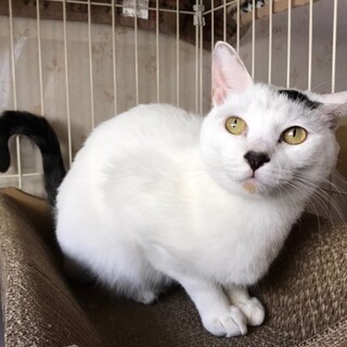 ペア希望♪穏やかな白キジの女のコ♪もも