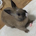 オスうさぎ