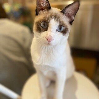 ラグドール風の男の子