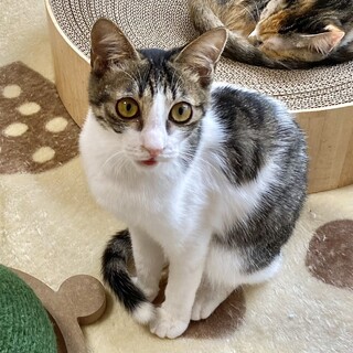 自分から寄ってきてくれます★バジルちゃん