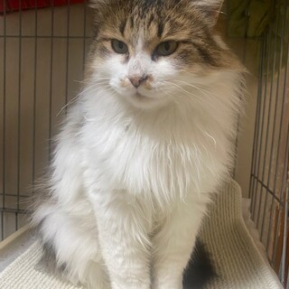 ノルウェージャンフォレストmix　ハリーくん