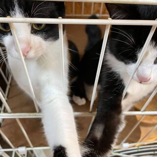 ケージ生活の人慣れした兄弟☆