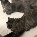 スコティッシュの姉妹です*